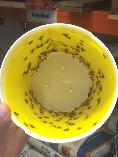 Black Stripe Mottenval Lijmplaat